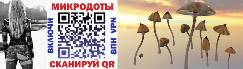 Галлюциногенные грибы Psilocybe  Стародуб 