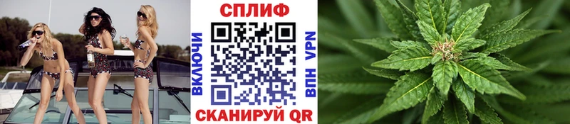 Конопля сатива Стародуб